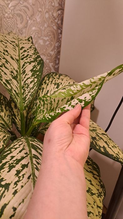 Продам диффенбахию Вайт Этна