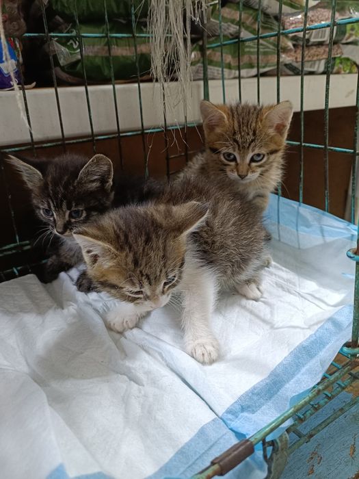 Котята в хорошие руки