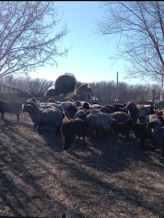 Продам баранов разного возраста
