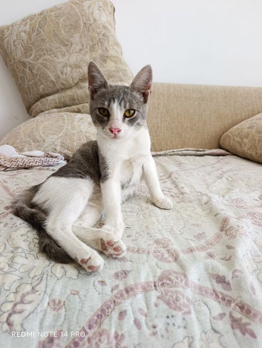 Котенок в добрые руки