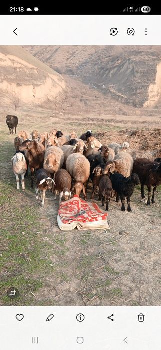 Продаются гисары матки с егнятами в круг