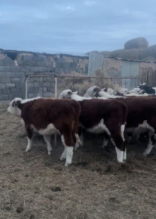 Продам 3 телки можно на мясо