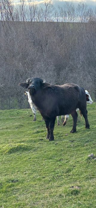 Мъжки биволи