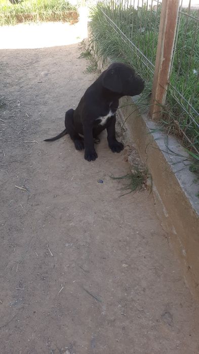 Mascul cane corso negru