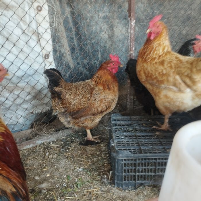 Продам куры домашние