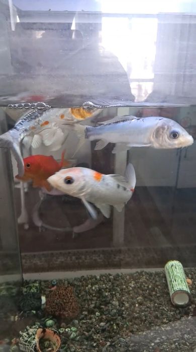 Аквариум балыктары сатылады