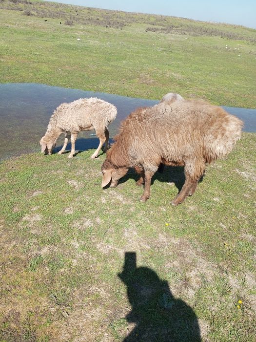 Продам барана пароды АРАШАН