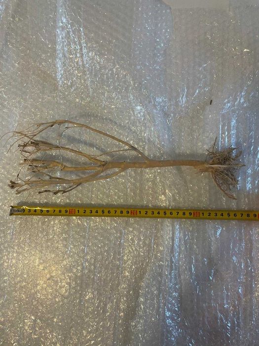 Trunchi de copac 35 cm, accesoriu pentru acvarii de apa dulce