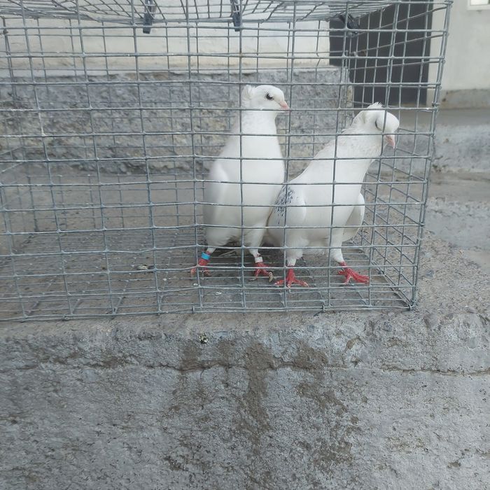 Бели чубати бровястые пара