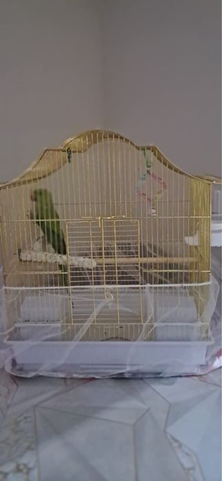 Ожереловый попугай