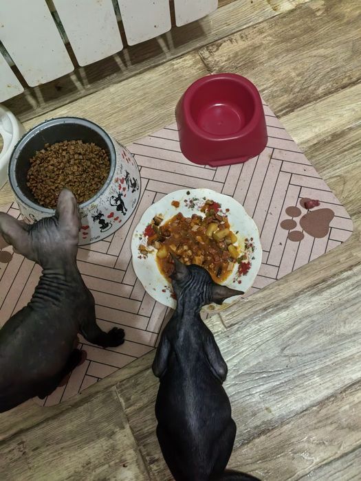 Продам котят сфинкса