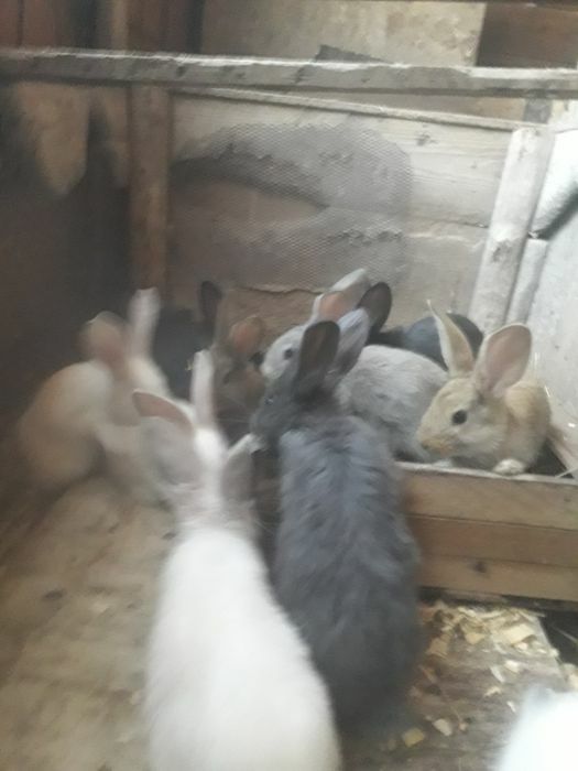 Крольчата 8месяца фландры великаны