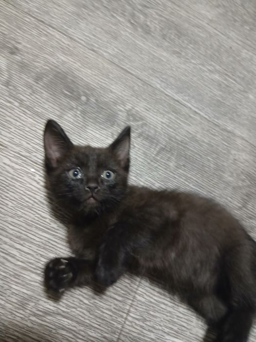 Дарю котят красивых