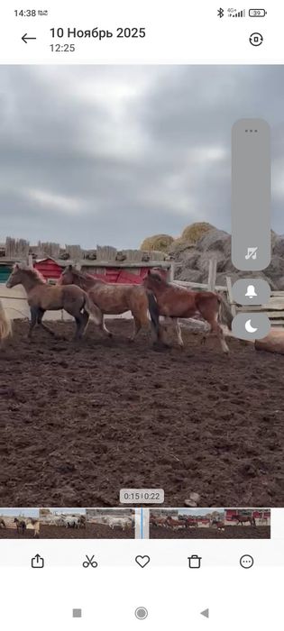 Жабагы сатылады 2 еркек