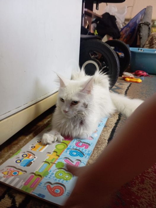 Продается кошка порода мейн кун ( девочка).