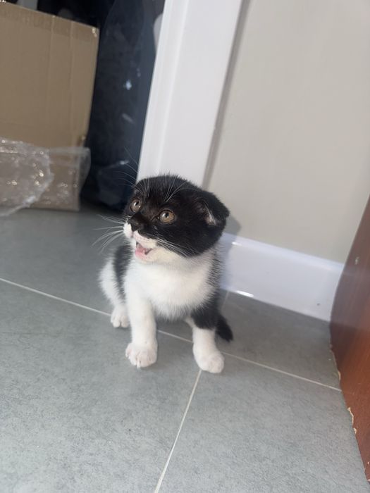 Котенок шотландская висла ухая