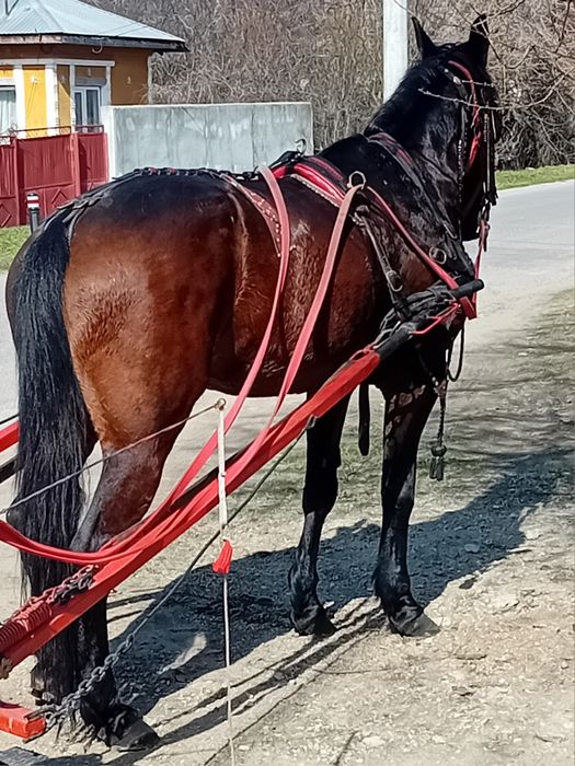 Iapă trapasă garantată