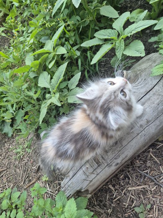 Отдам милых котят