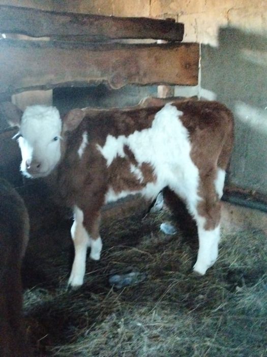 Продам бычок 2 месяца