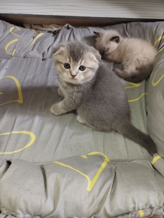 Бронь котят от скотиш фолд и скотиш страйт