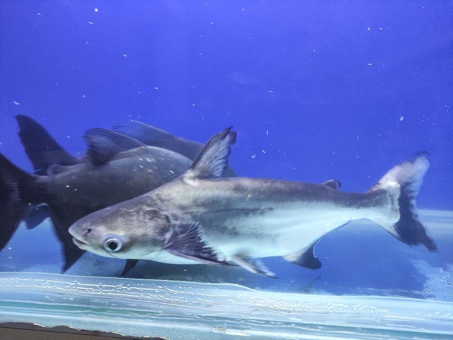 Piraniya va akula sotiladi