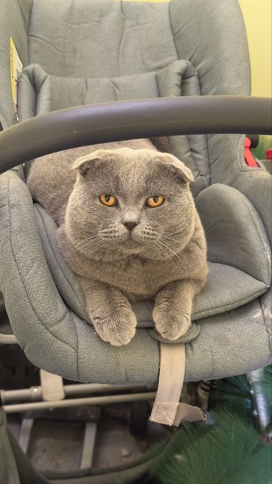 Ko'paytirish uchun Britanskiy Fold  (Vyazka xizmati)