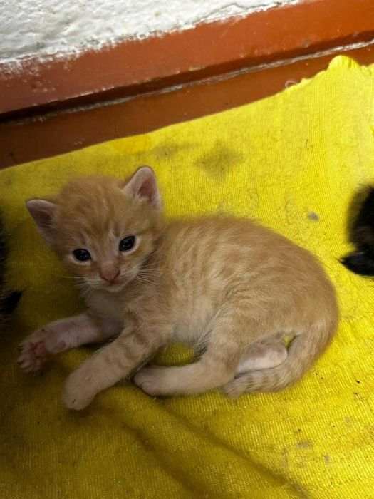 Срочно отдам котят