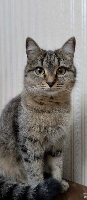 Кошкам нужен дом. Срочно!
