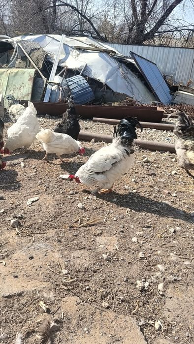 Кораз сатам продам петухов