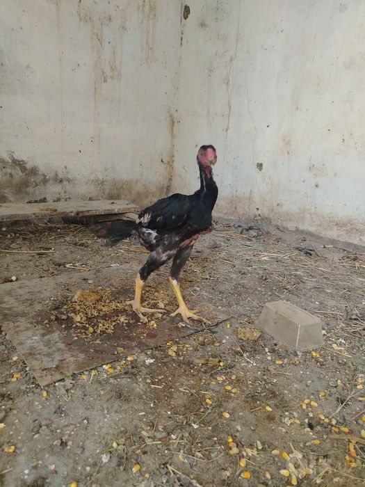 Dakan jo'ja sotiladi