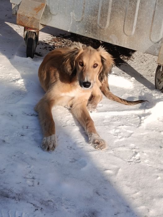 Тазы продам тазы сатылады