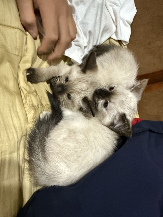 отдам в добрые руки котенка