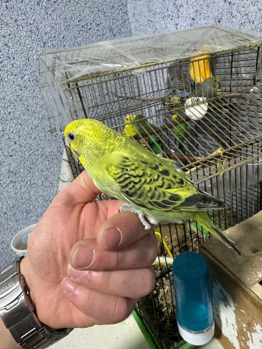 Попугай волнистый