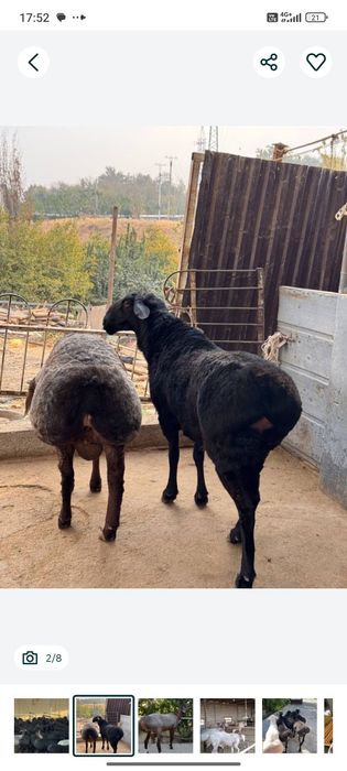 Qassob xizmati sog'lom dashda boqilga qoyla kilosiga 140 somda