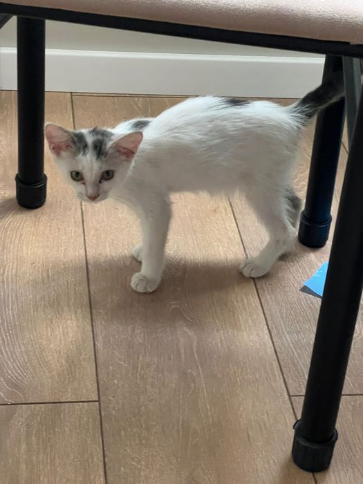 Котенок самец белого цвета