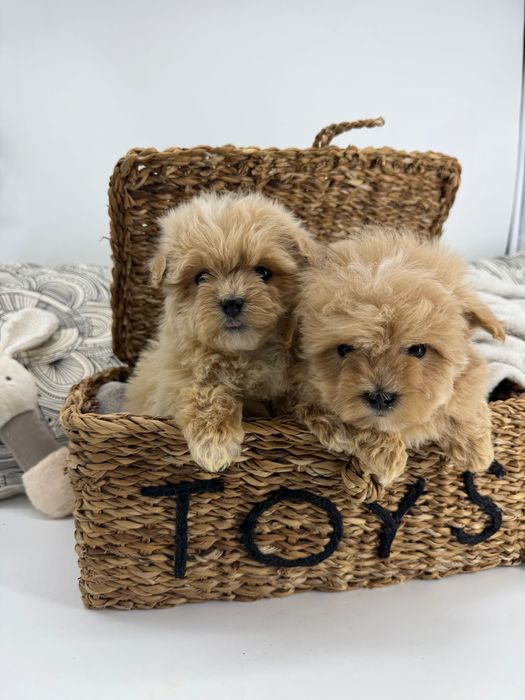 Малтипу Микро Супер мини