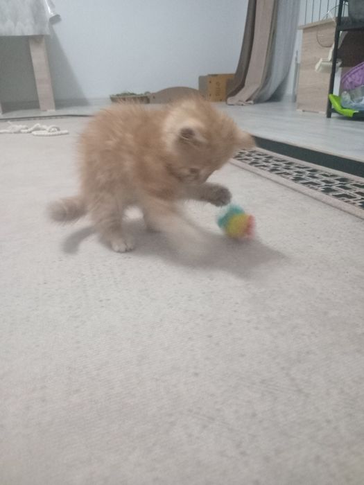 Котенок  девочка 2 мес