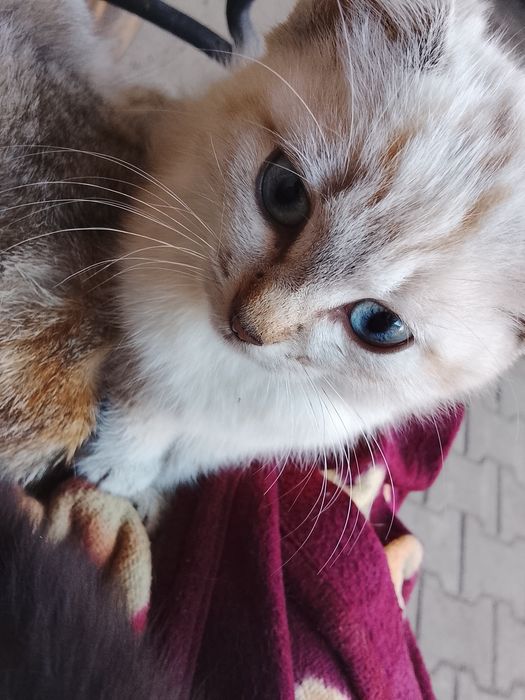 Отдам котёнка,девочка