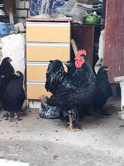 Куры и петух брама