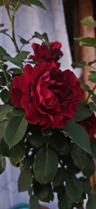 Trandafiri pomisor la oferta inaltime 1.5-1.6m calitate 1 cu rodire