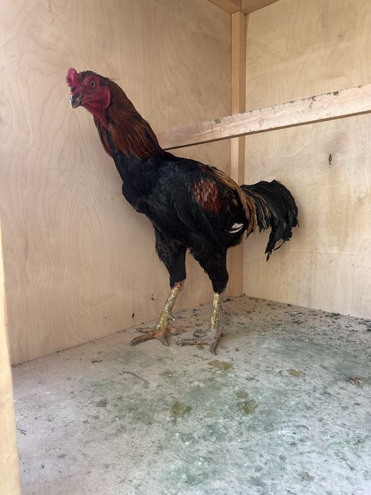 Horoz sotiladi soglom yoshga tolgan