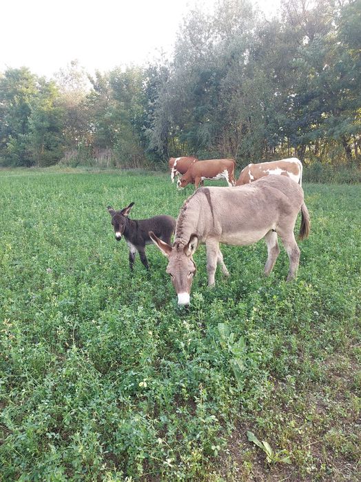 Lapte de magarita premium