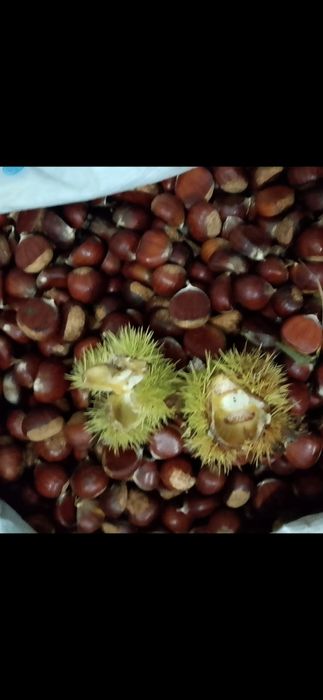 Nuc.Castan.Alun.Paulownia.Trandafir dulceata.Corn.Soc.Prun.Afin.Coacaz