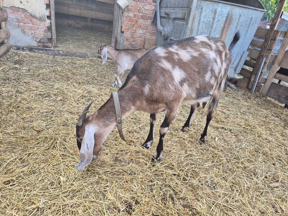 Capra anglonubiana cu ieduta
