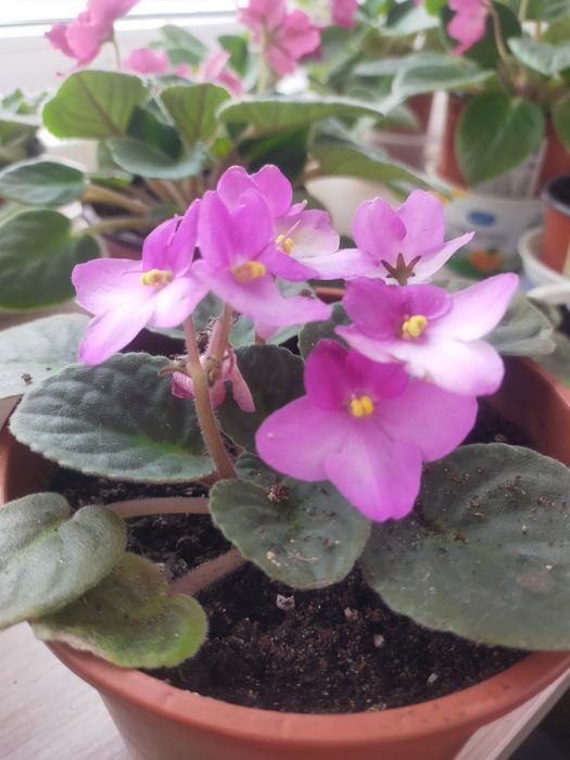 Продам фиалки комнатные