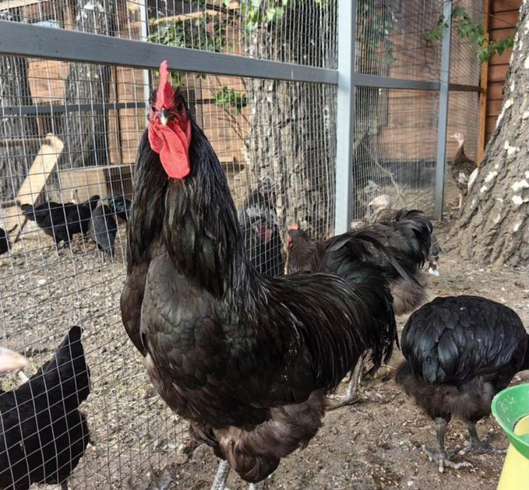 Цеплята Пароды Джерсики гигант.