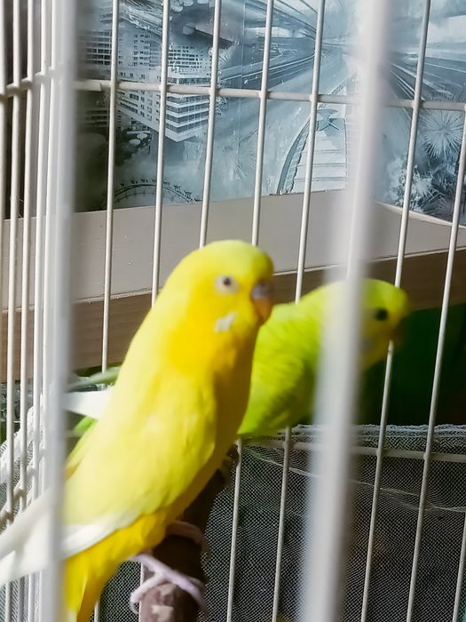 Волнистые попугаи