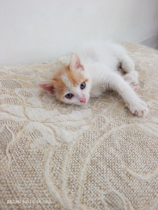 Котенок в добрые руки
