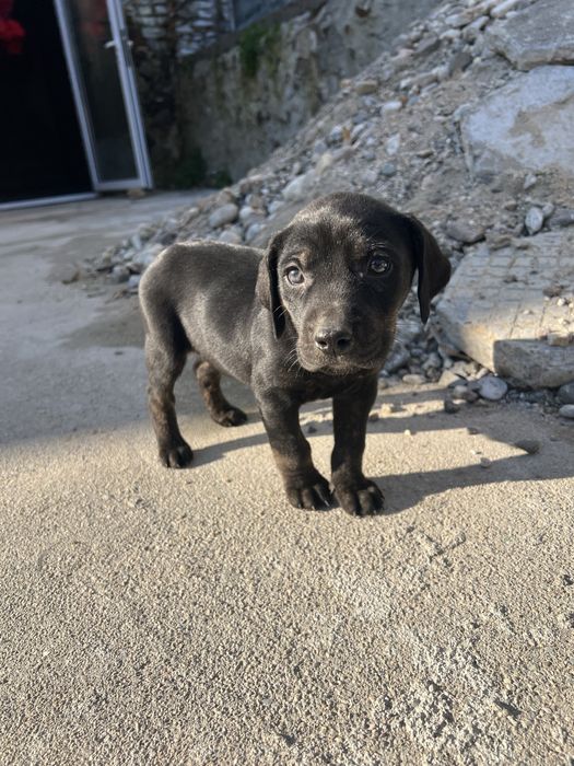 Подарявят се 3 мъжки кученца