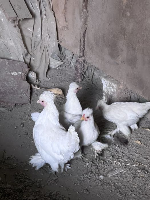 Tovuq hurozlar sotiladi yaponcha parodni Qora Oq